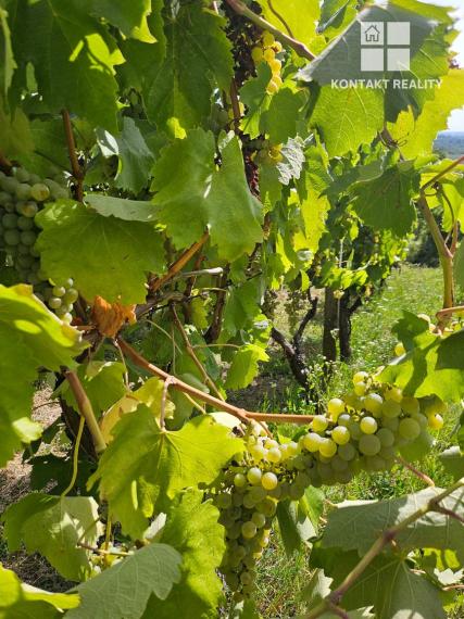 Dve vinice v srdci Tokajskej oblasti – obec Viničky