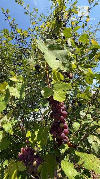 Drevená chata a záhrada, Ťahanovce ul. Brusnicová, blízko mesta