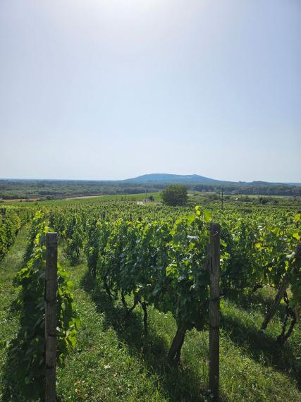 Dve vinice v srdci Tokajskej oblasti – obec Viničky