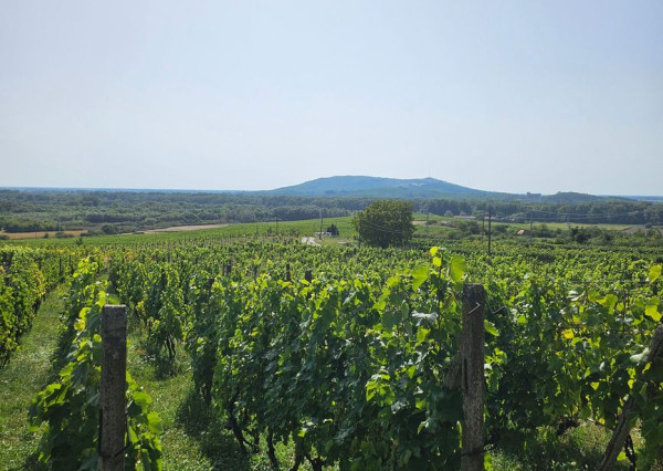 Dve vinice v srdci Tokajskej oblasti – obec Viničky