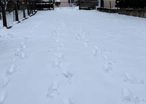 Pozemok pre rodinné domy 435 m2 Družstevná pri Hornáde