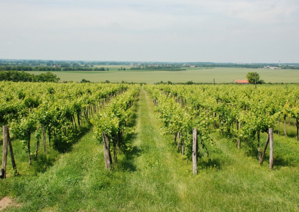 Pozemok alebo vinicu v oblasti Tokaj