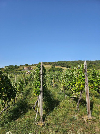 Dve vinice v srdci Tokajskej oblasti – obec Viničky - fotografia 4
