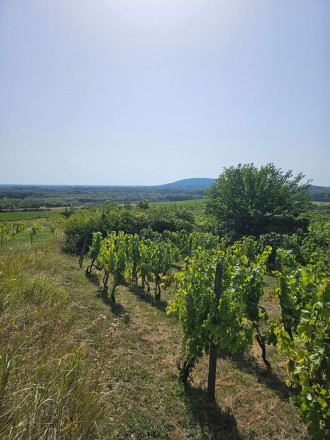 Dve vinice v srdci Tokajskej oblasti – obec Viničky - fotografia 6