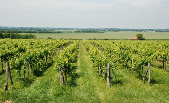 pozemok alebo vinicu v oblasti Tokaj